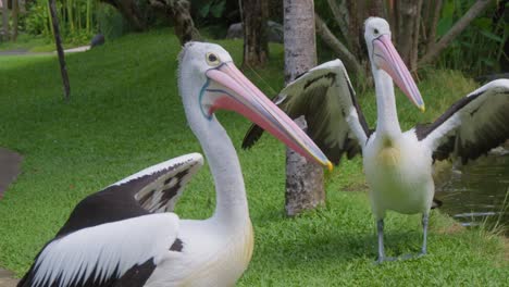 two-Australian-pelicans-standing-on-the-grass-in-park