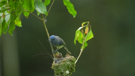 a-Black-naped-monarch-bird-share-food-with-its-three-children-in-the-nest-and-then-flew-away