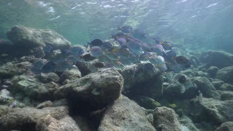 A-school-of-blue-and-purple-surgeonfish-swarm-over-some-rocks-and-coral,-eating-the-algae