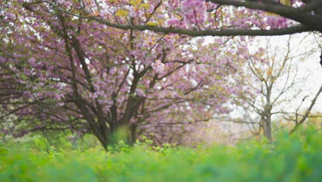 Idyllischer-Blick-Auf-Blühende-Japanische-Kirschbäume-Und-Grüne-Graswiese,-Tschechien