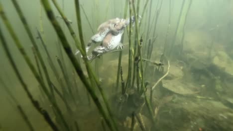 Two-toads-in-midst-of-mating,-swim-through-reeds-in-small-pond,-underwater-view