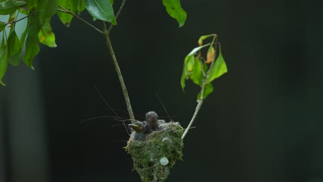 Drei-Schwarznacken-Monarch-Vögel-Sind-Ihr-Nest-In-Einem-Baum
