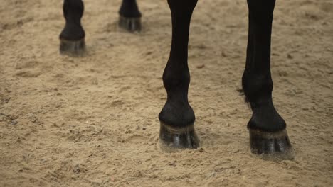 Close-up-of-horse-hooves-on-sandy-ground,-showing-details-of-legs-and-hooves