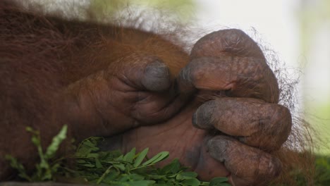 Close-up-of-an-orangutan's-foot-initially-clenched-into-a-fist,-gradually-relaxing
