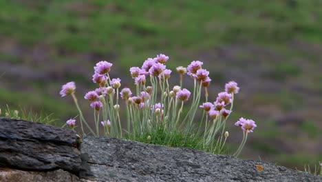 Sparsamkeit,-Armeria-Maritima,-Blüte-An-Der-Wand-In-Der-Nähe-Von-Meer,-Frühling,-Cornwall