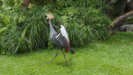 Gray-crowned-crane-with-spread-wings-walking-on-green-meadow