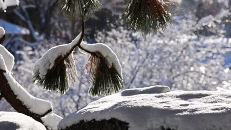 Winter-snow-dances-on-pine-trees-in-sunny-Bend,-Oregon
