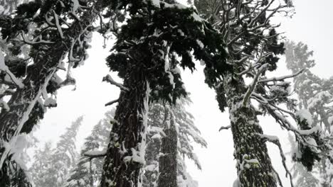 Slow-motion-tilt-up-captures-thick-trees-blanketed-in-fresh-powder-during-a-heavy-snowfall