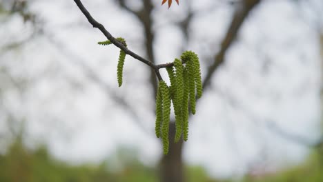 Long-green-catkin-hang-from-Japanese-alder-tree-branch,-Czech-Republic