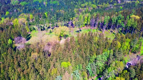 Vista-Aérea-De-Un-Exuberante-Bosque-Verde-Con-Variedades-De-árboles-Mixtos