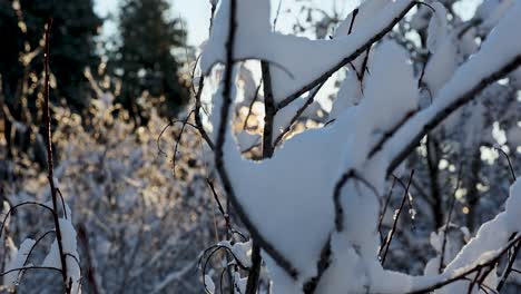 Sunlight-streams-through-snow-covered-branches,-creating-a-radiant-winter-glow