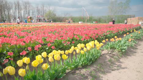 People-walking-in-colorful-tulip-fields,-establisher-slider