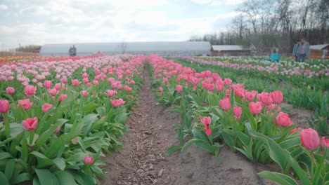 People-walking-in-tulip-field,-low-angle-establisher