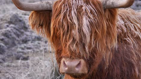 Narrow-close-shot-of-Highland-Cow-under-frost-in-the-morning-in-a-rural-area-of-Scotland,-United-Kingdom