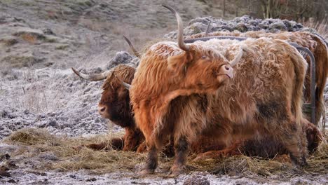 Highland-Cow-scratching-itself-under-frost-in-the-morning-in-a-rural-area-of-Scotland,-United-Kingdom