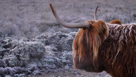 Close-shot-of-Highland-Cow-under-frost-in-the-morning-in-a-rural-area-of-Scotland,-United-Kingdom