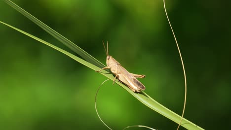 Brown-grasshopper-sitting-on-palmetto-frond-in-Central-Florida-Osprey-Trail-sunlight-4k-60p
