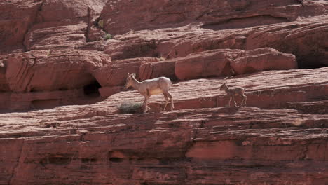 A-cute-bighorn-sheep-lamb,-following-closely-behind-its-mother,-navigates-a-steep-red-cliff-face