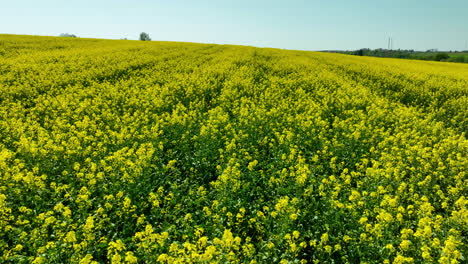 A-wide-view-of-a-rapeseed-field-in-full-bloom-with-a-wind-turbine-standing-in-the-background
