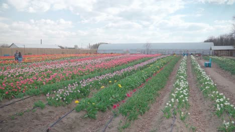 People-walking-in-tulip-fields,-wide-angle-establisher