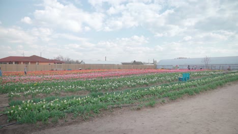 Couple-walking-in-large-tulip-field,-push-in-establisher
