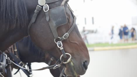 Beautiful-horse-stands-proud-with-bridle-on