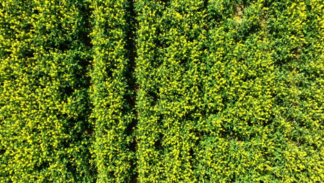 Draufsicht-Auf-Ein-Dicht-Bewachsenes-Feld-Mit-Gelb-Blühenden-Pflanzen,-Wahrscheinlich-Raps