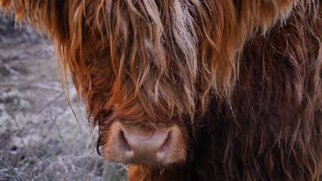 Close-profile-shot-of-Highland-Cow-under-frost-in-the-morning-in-a-rural-area-of-Scotland,-United-Kingdom