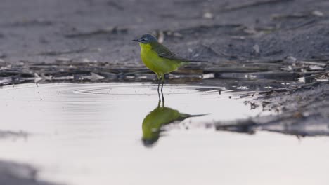 Close-up-shot-of-a-Western-Yellow-Wagtail-walking-and-eating-bugs-from-the-top-of-a-small-puddle