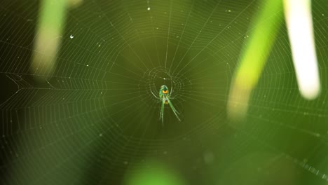 Orchard-orb-weaver-spider-sitting-in-center-of-web-with-abdomen-clearly-visible,-Central-Florida-forest-4k-60p