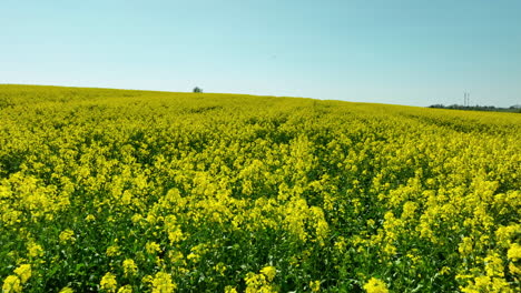 A-close-up-view-of-a-rapeseed-field-in-full-bloom