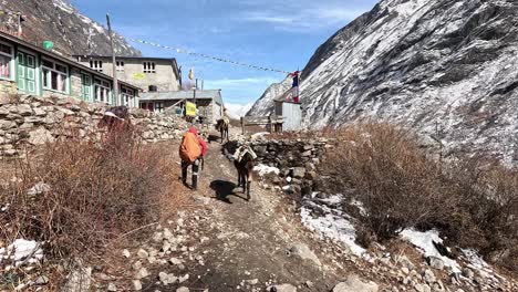 Packing-mules-walking-along-a-village's-stone-walls,-passing-by-a-hiker-in-red-jacket