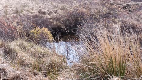 Small-pool-of-brackish-water-surrounded-by-golden-brown-tussock-grasses-blowing-in-the-wind-in-the-highlands-of-Scotland-UK