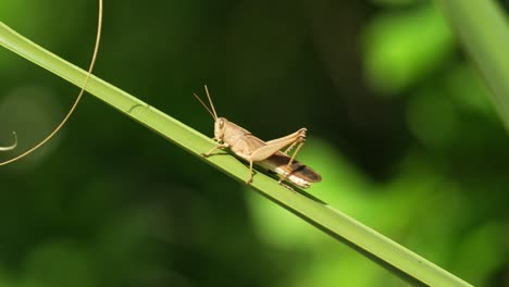 Brown-grasshopper-in-Central-Florida,-Osprey-Trail-walking-up-palmetto-leaf-in-sunlight-4k