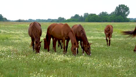 Akhal-teke-Horses-grazing-peacefully-in-a-lush-green-meadow-on-a-cloudy-day-in-Bugac,-Hungary