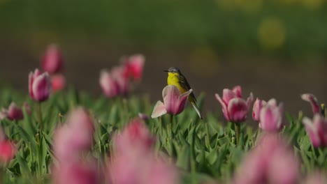 Medium-static-shot-of-a-western-yellow-wagtail-perched-on-a-pink-tulip-in-a-field-of-tulips