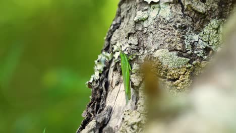 Glassy-winged-toothpick-grasshopper-on-tree-bark,-sunny-Central-Florida-forest-4k-Stenacris-vitreipennis,-green-with-white-stripe-4k