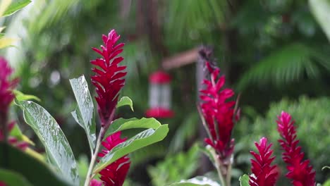 Red-Ginger-Garden-Flowering-Plant-On-A-Rainy-Day