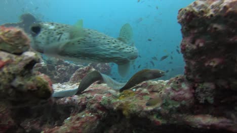 Pufferfish-and-moray-eel-swim-in-slow-motion
