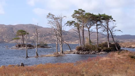 Ancient-isles-of-Lewisian-gneiss-rock-formation-landscape-with-trees-and-tussock-grasses-blowing-in-the-wind-on-Loch-Inver-in-the-highlands-of-Scotland-UK