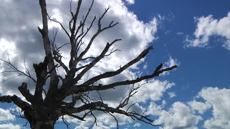 A-dead-tree-is-silhouetted-against-a-bright-blue-sky-filled-with-clouds
