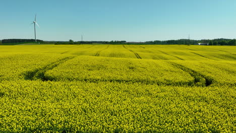 A-wide-angle-aerial-view-of-vast-fields-of-yellow-blooming-crops