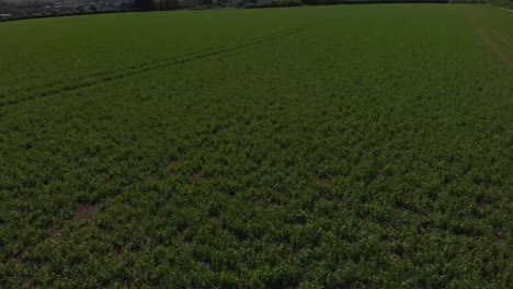 Grantham-Town-Lincolnshire-UK-East-Midlands-crop-fields-view-in-the-distance-of-the-town-Summer-day-wind-blowing-grass-and-trees-and-crops-high-view-point-houses-in-view-and-st-wulfram's-church