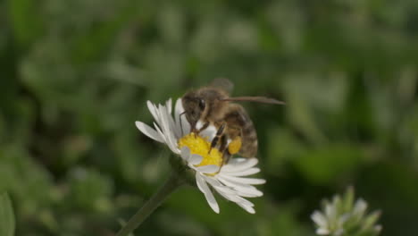 Flying-honey-bee-pollinating-daisy-flower-in-green-grass-field,-Macro-slow-motion