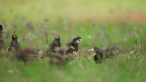 Flock-of-myna-or-mynah-birds-peck-and-hop-around-in-grass-weeds-hunting-for-insects,-telephoto