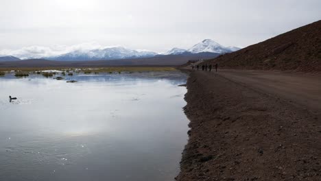 Pato-Solitario-Nadando-En-Un-Lago-Rodeado-De-Hermosas-Montañas,-Desierto-De-Atacama,-Chile