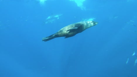 Seelöwen-Kommen-Unter-Wasser-Dicht-Vorbei-Und-Suchen-Nach-Sardinen,-Südafrika