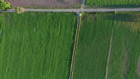 Aerial-view-of-farm-fields