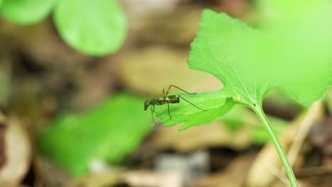 Stilt-legged-fly-crawling-on-leaf-in-Central-Florida-forest-4k-60p