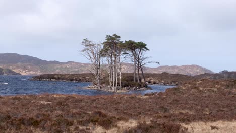 View-of-Lewisian-gneiss-ancient-rock-terrain-with-isles-of-trees-and-golden-tussock-grasses-blowing-in-the-wind-on-Loch-Inver-in-the-highlands-of-Scotland-UK